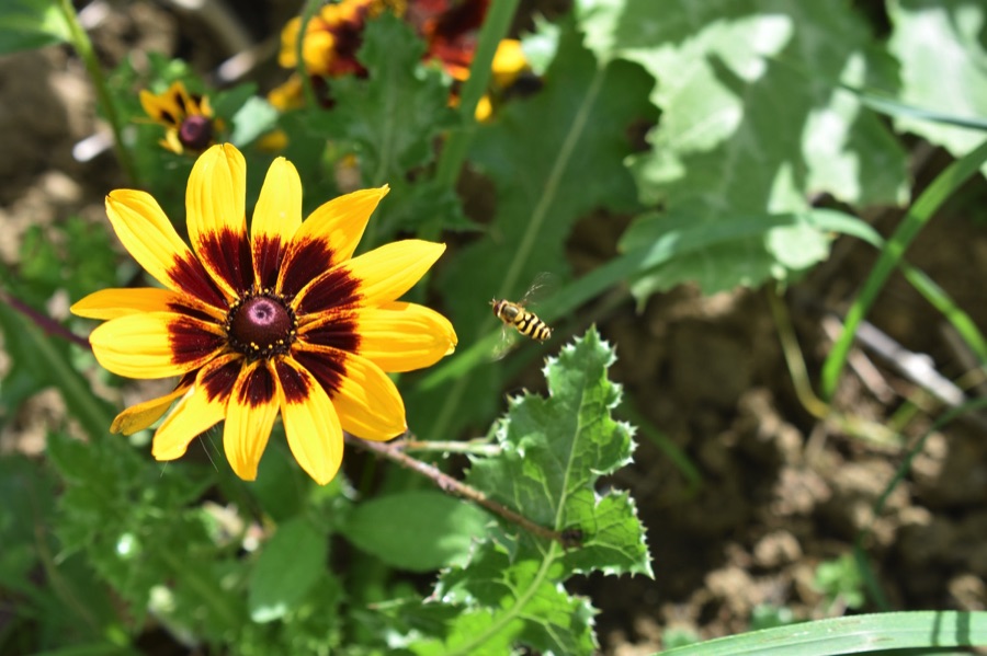 Hoverfly flying towards a rudbeckia flower